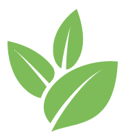 Buzz Bamboo Root Removal Service