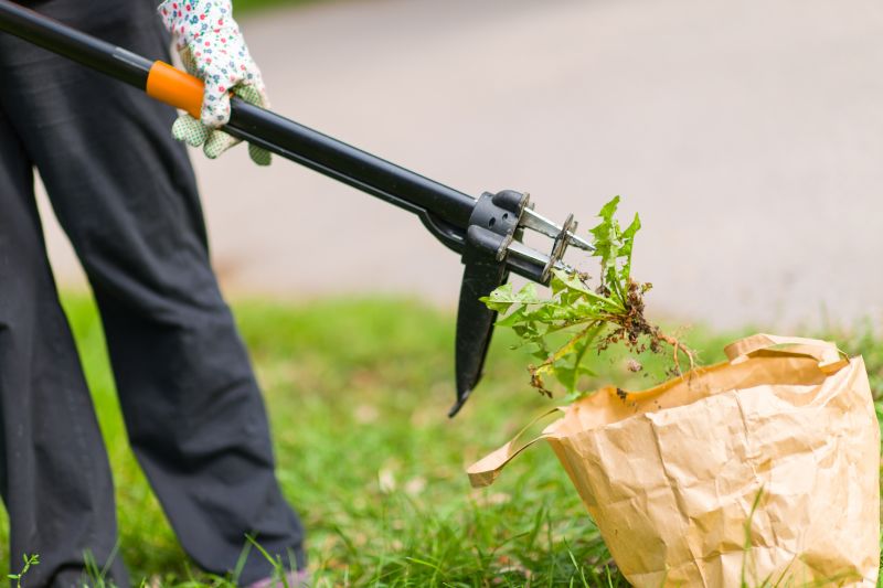 Bamboo Root Removal Cost — Cost of Bamboo Root Removal Service