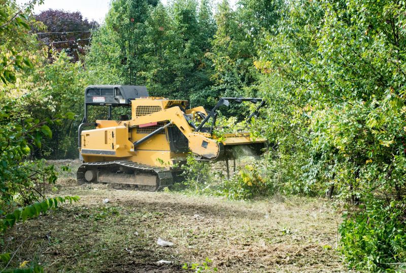 Bamboo Root Removal Cost — Cost of Bamboo Root Removal Service