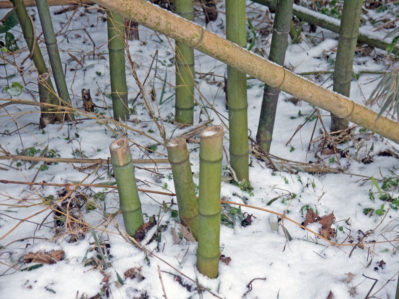 Bamboo Root Removal Cost — Cost of Bamboo Root Removal Service