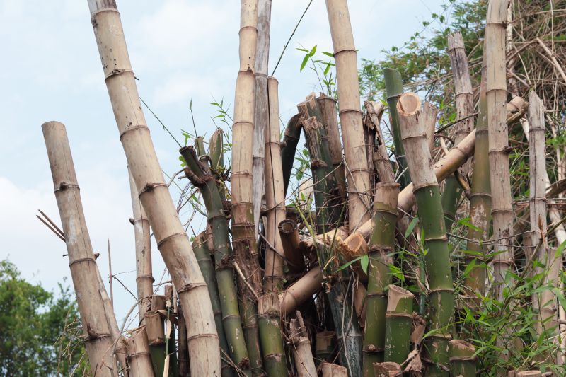 Bamboo Root Removal Cost — Cost of Bamboo Root Removal Service