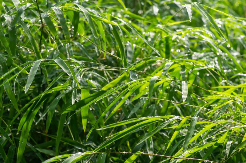 Bamboo Root Removal Service