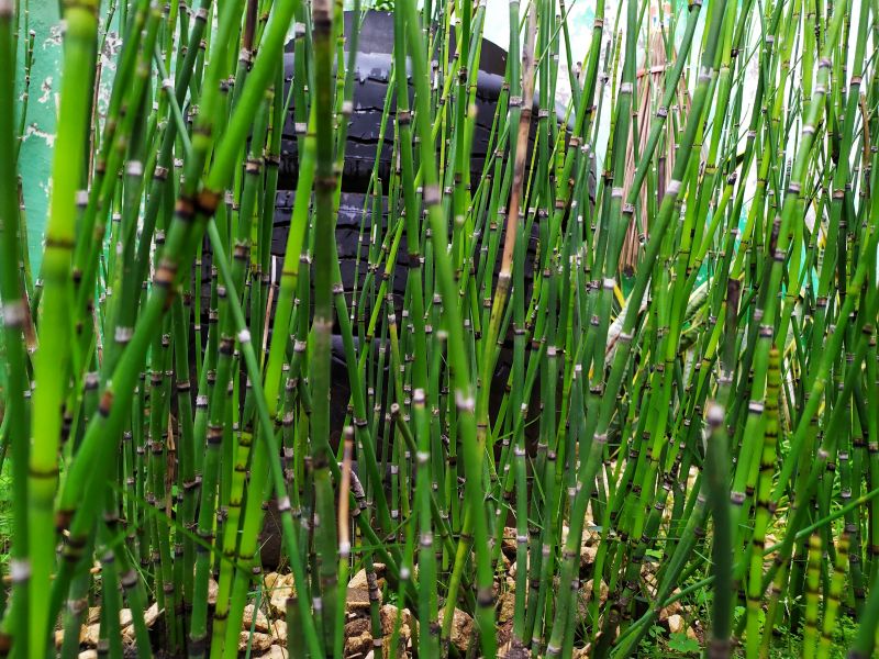 Bamboo Root Removal Service