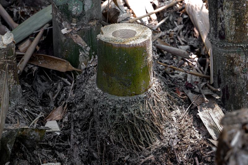 Bamboo Root Removal Service