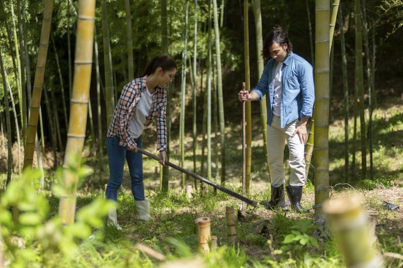 Bamboo Root Removal Service