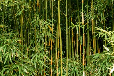 Prevent Bamboo from Spreading