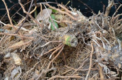 Remove Bamboo Roots